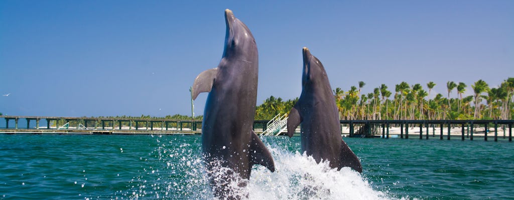 Baignade avec les dauphins à Punta Cana