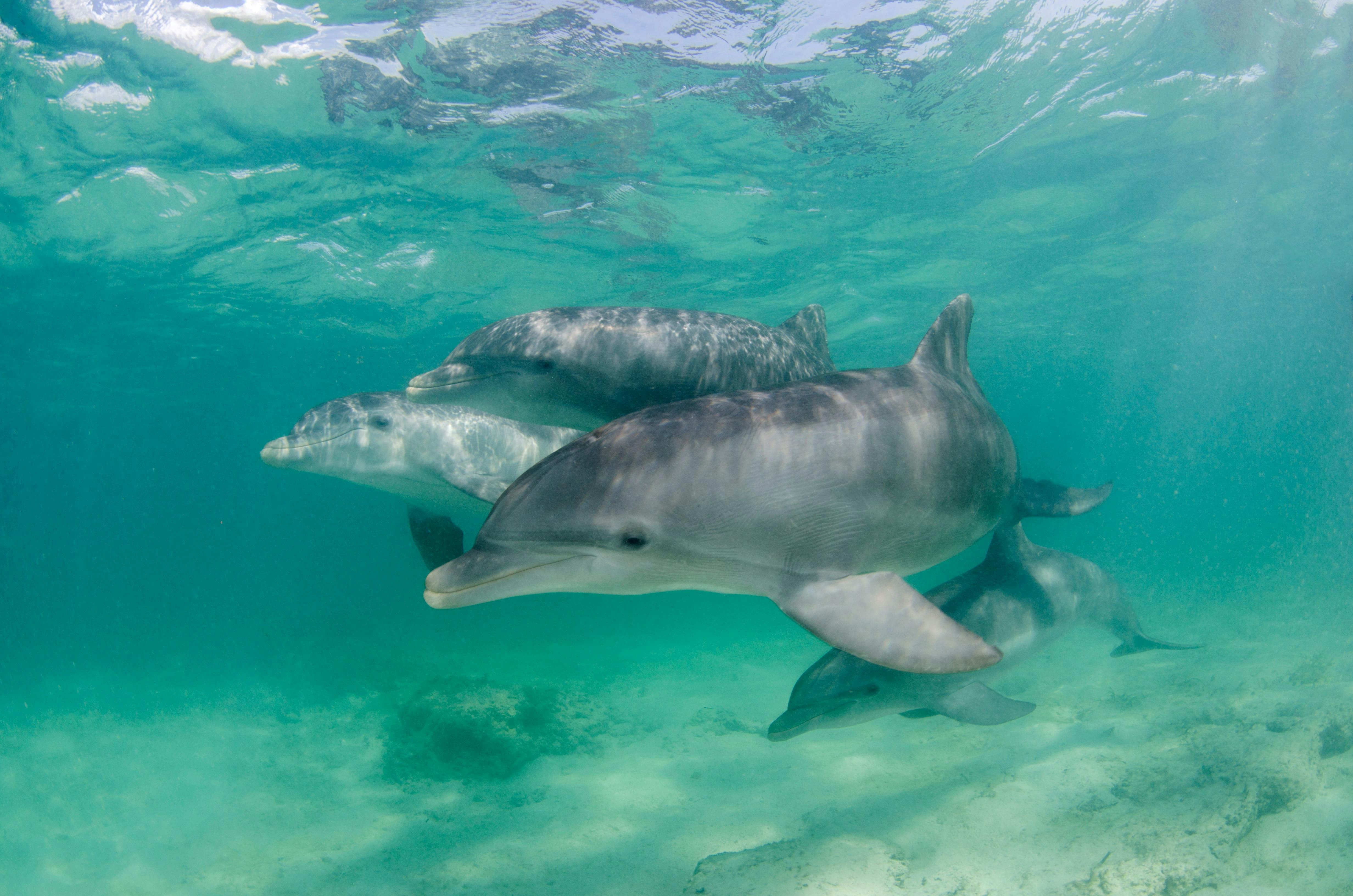 Punta Cana Dolphin Swim Tour
