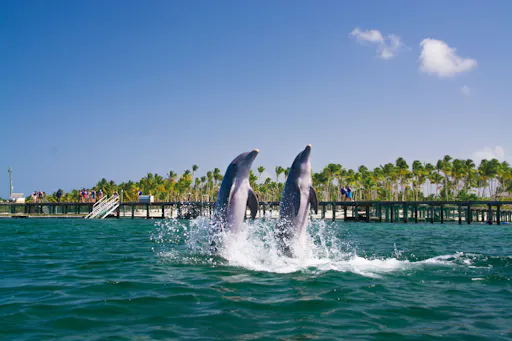 Punta Cana Dolphin Swim Tour