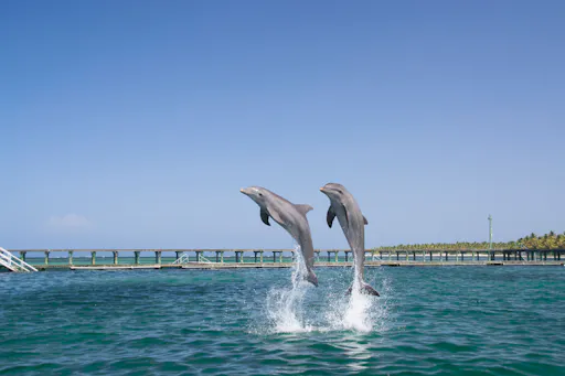 Punta Cana Dolphin Swim Tour