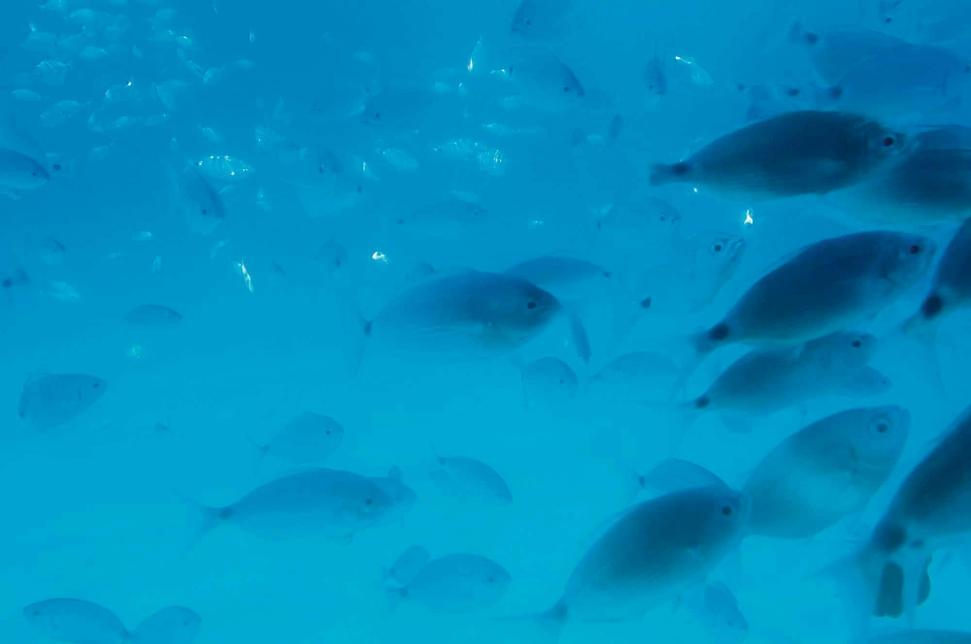 Cours de plongée sous-marine avec Delphinus