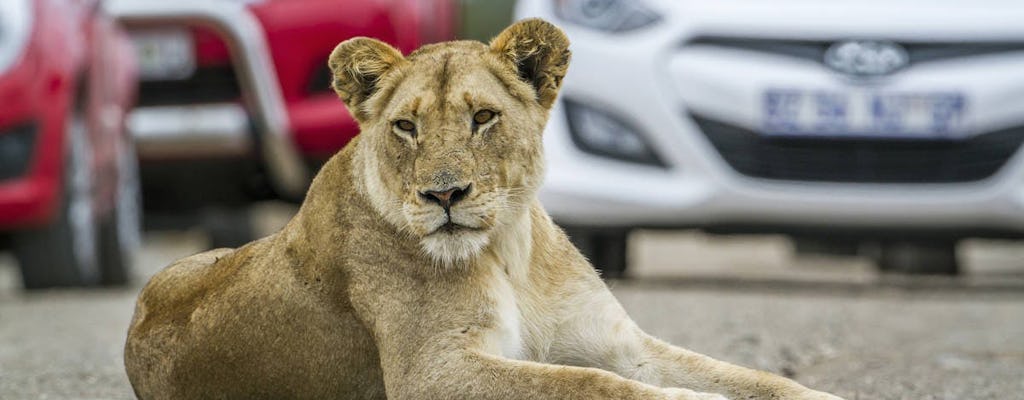 Tour in auto con leoni e safari park