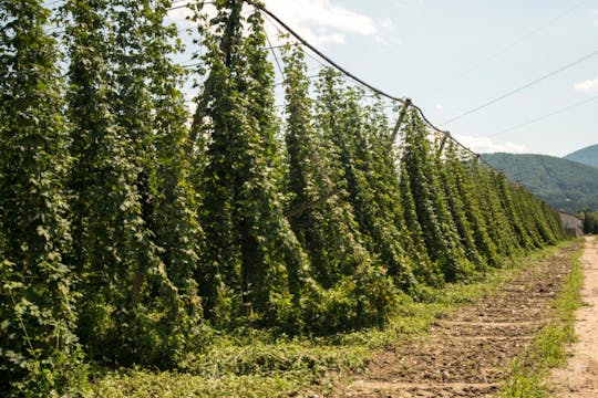 Excursión privada de un día a Zalec con degustación de cerveza desde Ljubljana