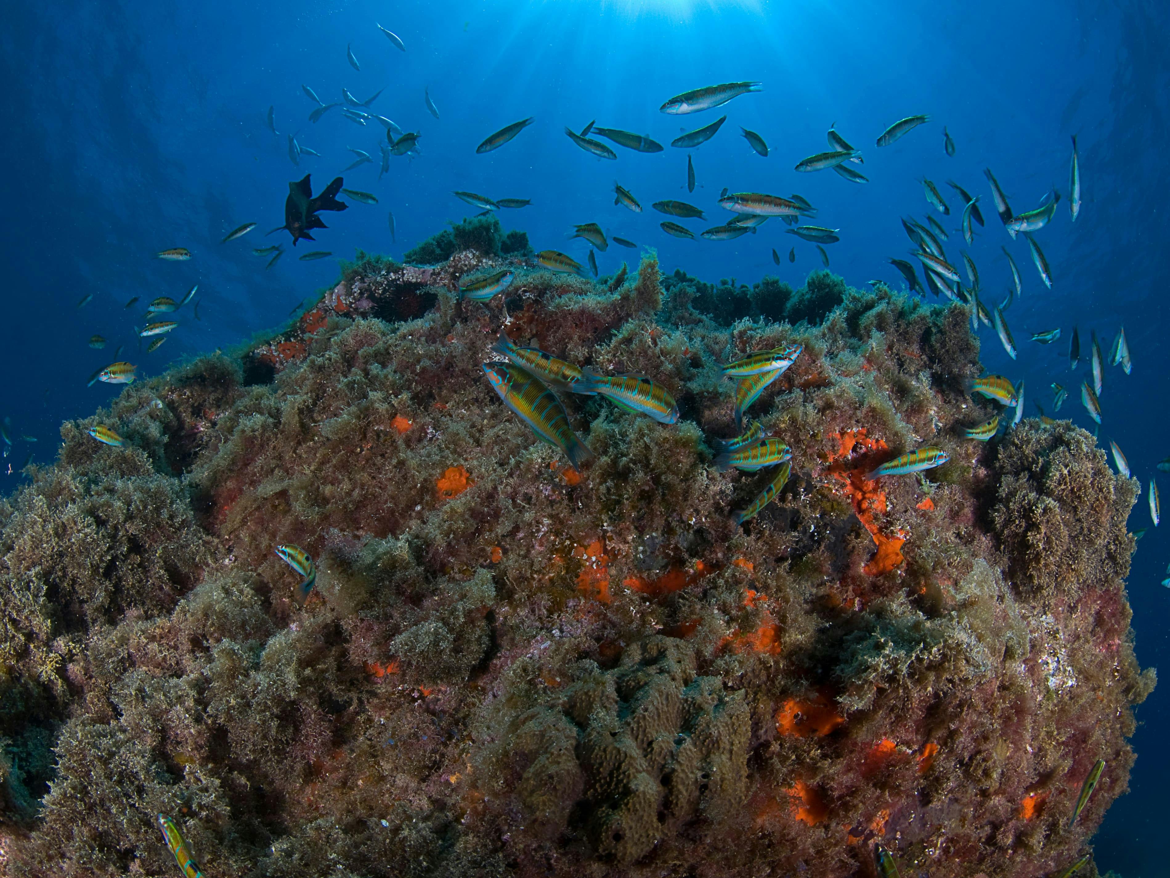 Reduced Mobility Scuba Lesson with Native Diving