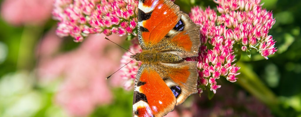 Vlindertuin met transfers