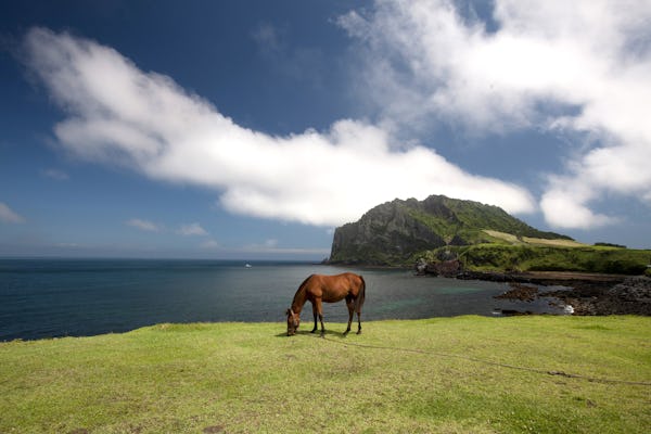 Prywatna wycieczka na wyspę Jeju z listy światowego dziedzictwa UNESCO