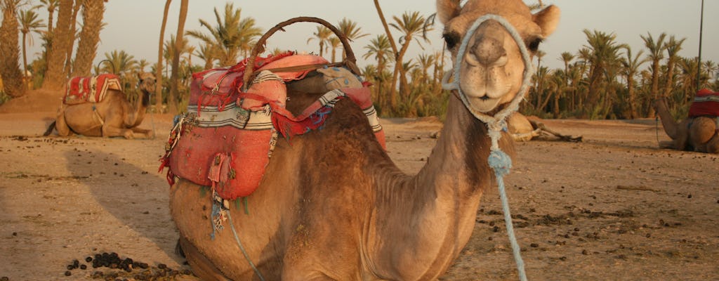 Camel trek in Marrakech