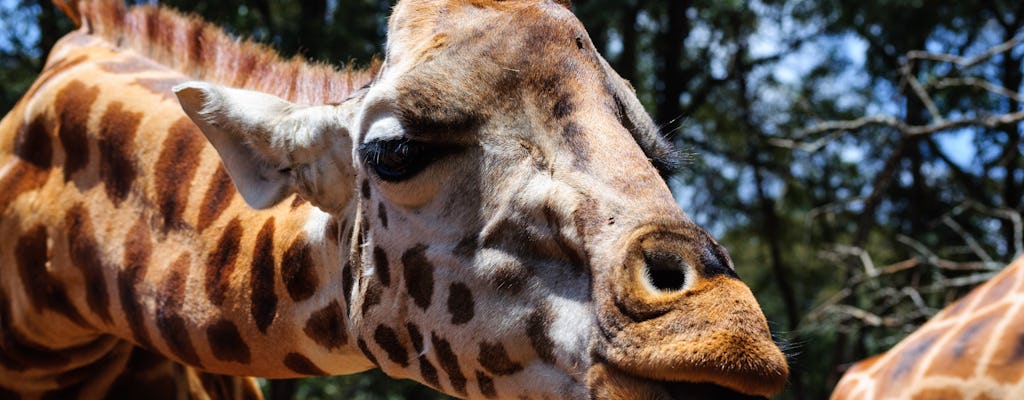 Sheldrick Wildlife Trust, Karen Blixen Museum and Giraffe Center tour
