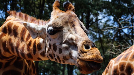 Visite du Sheldrick Wildlife Trust, du musée Karen Blixen et du Giraffe Center