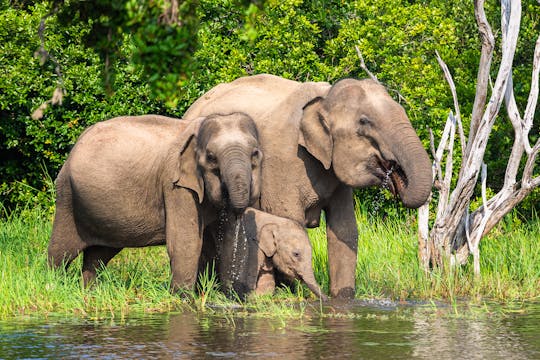 2-day  Yala Safari and Ella tour from Nuwara Eliya