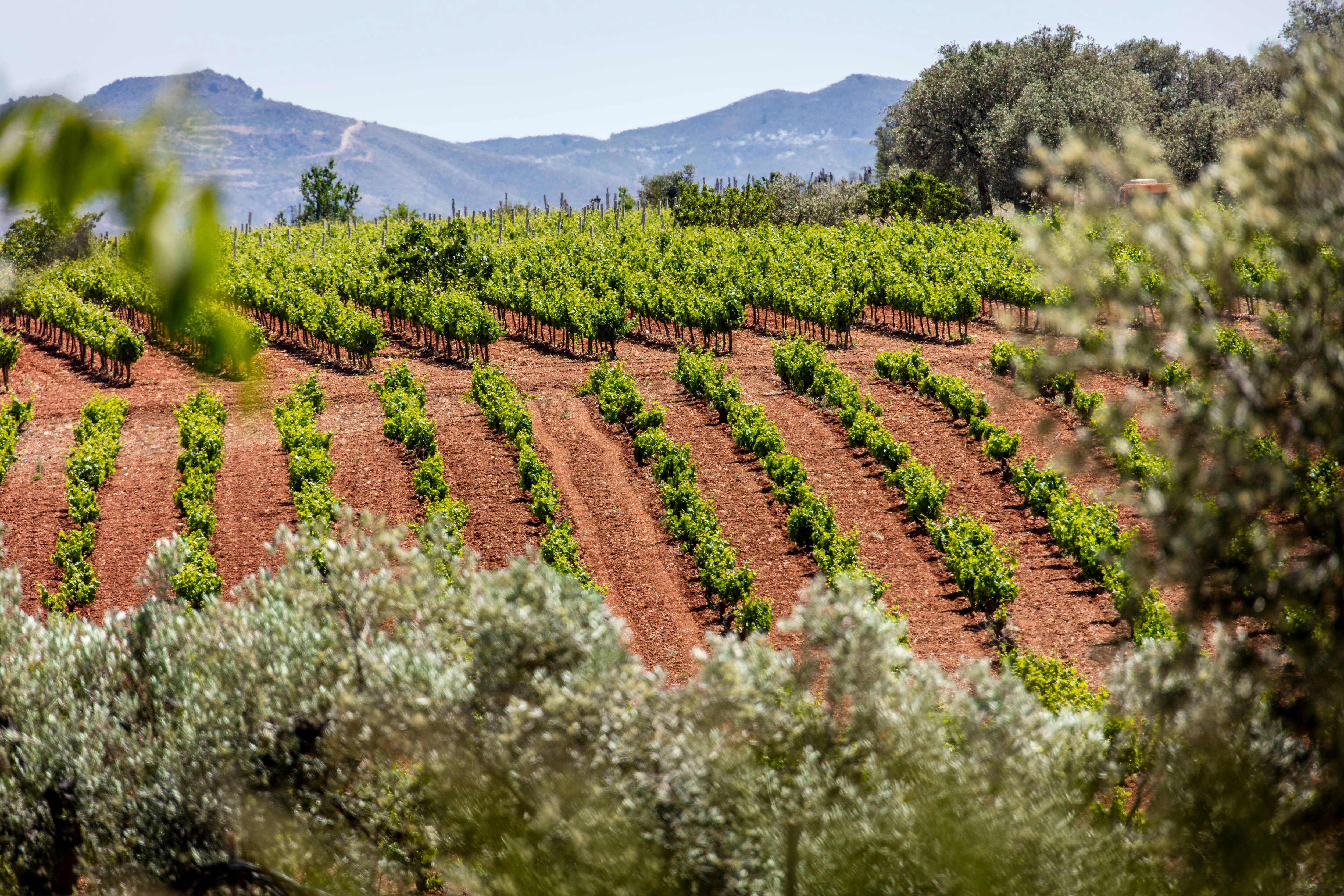 Almeria Wine & Tapas Tour
