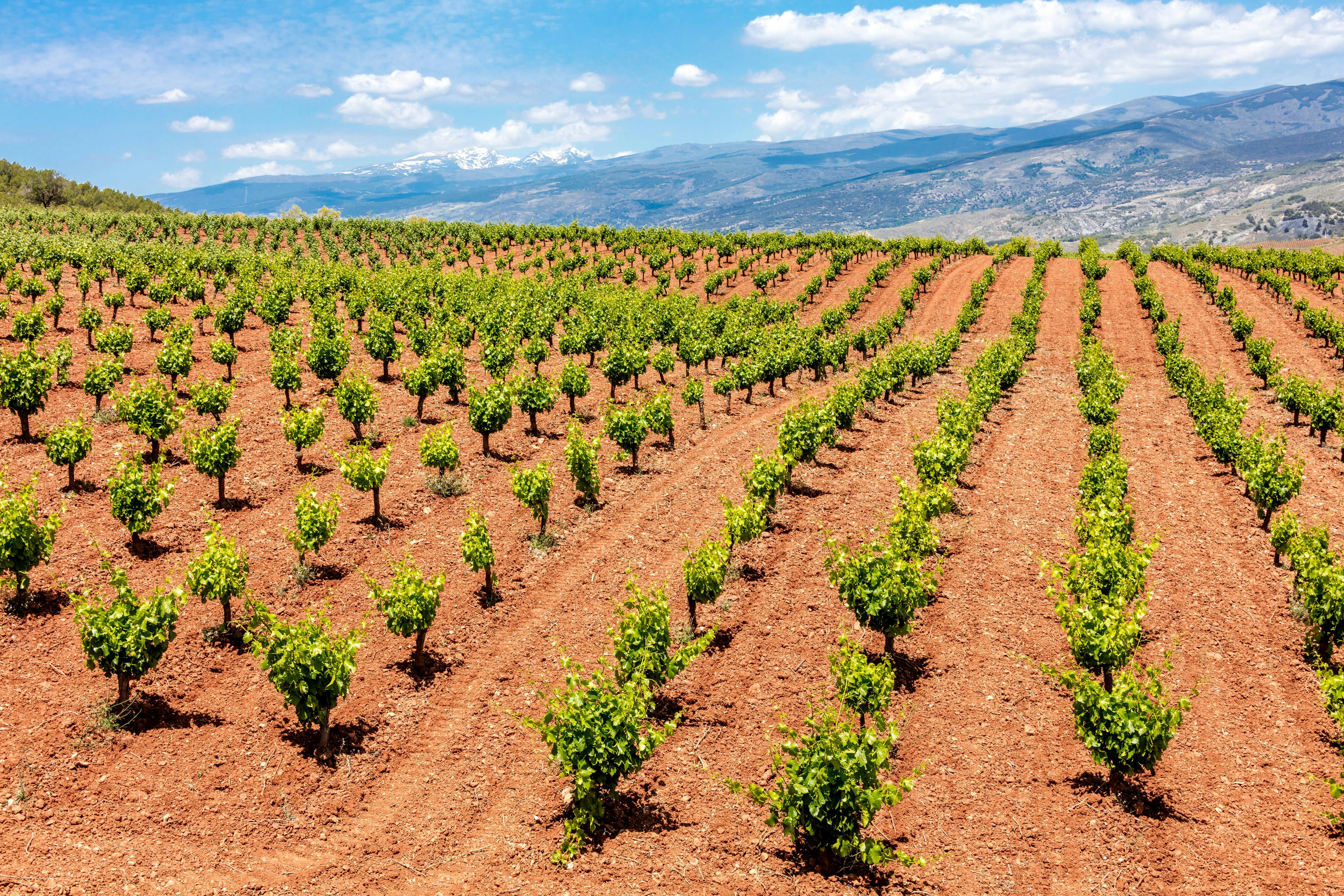 Almeria Wine & Tapas Tour