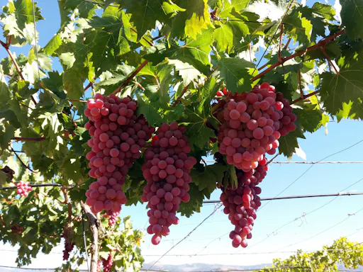 Almeria Wine & Tapas Tour