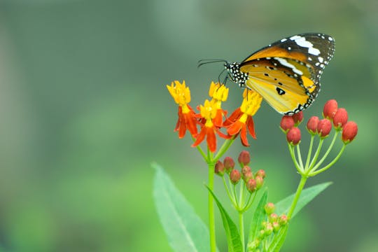 Cabo de Gata & Butterfly Farm