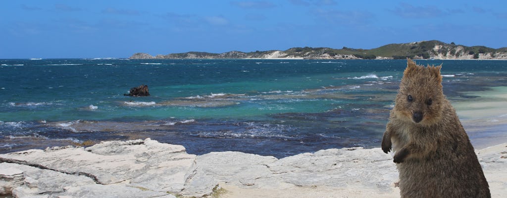 Discover Rottnest by coach from Perth with optional lunch