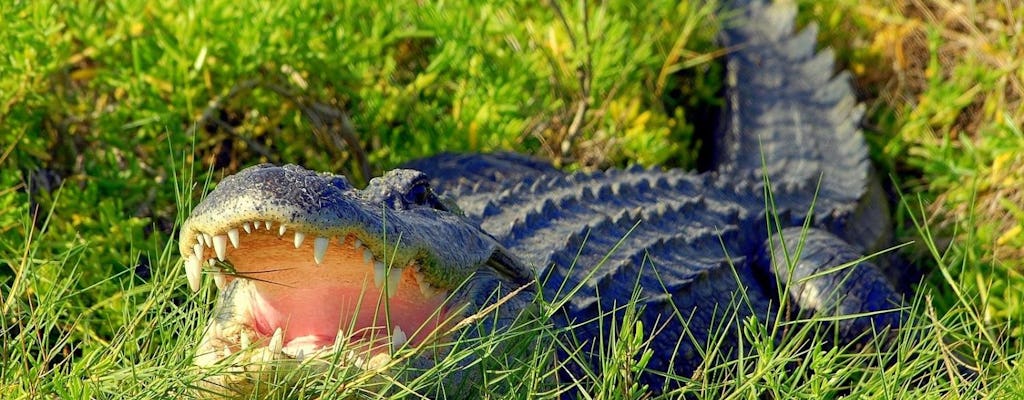 Wild Florida 1-hour ultimate airbot adventure with transportation