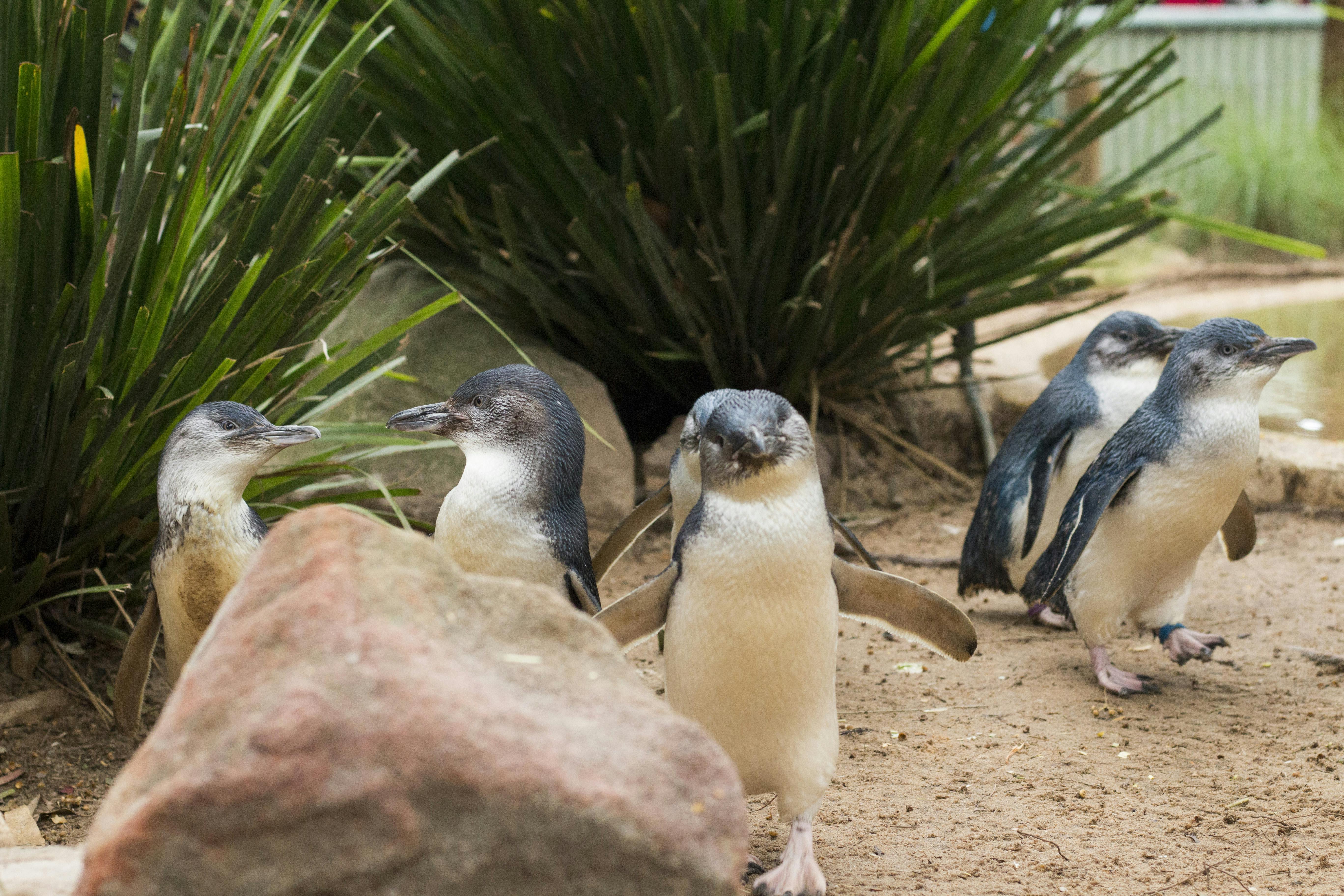Tierwelt auf Phillip Island und Bustour zu den Brighton Beach Boxes