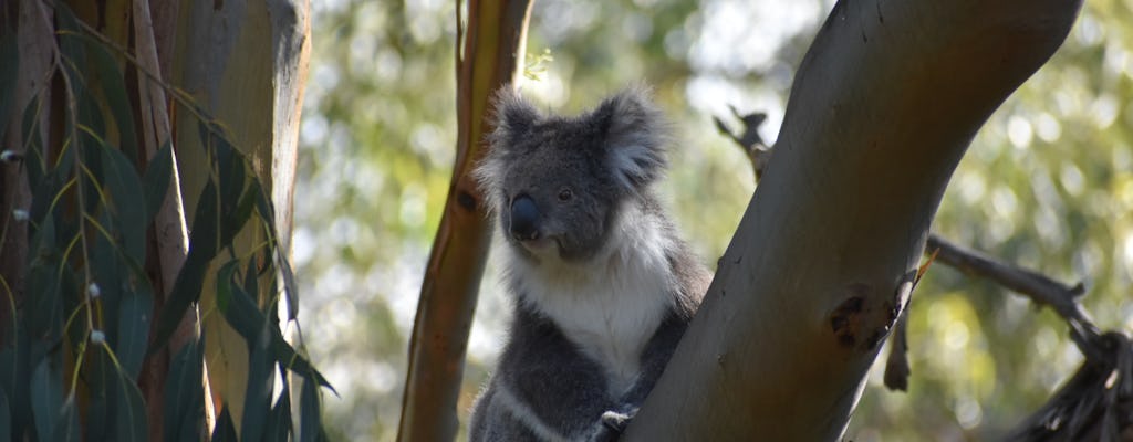 Healesville Sanctuary und Phillip Island Wildlife Park Bustour