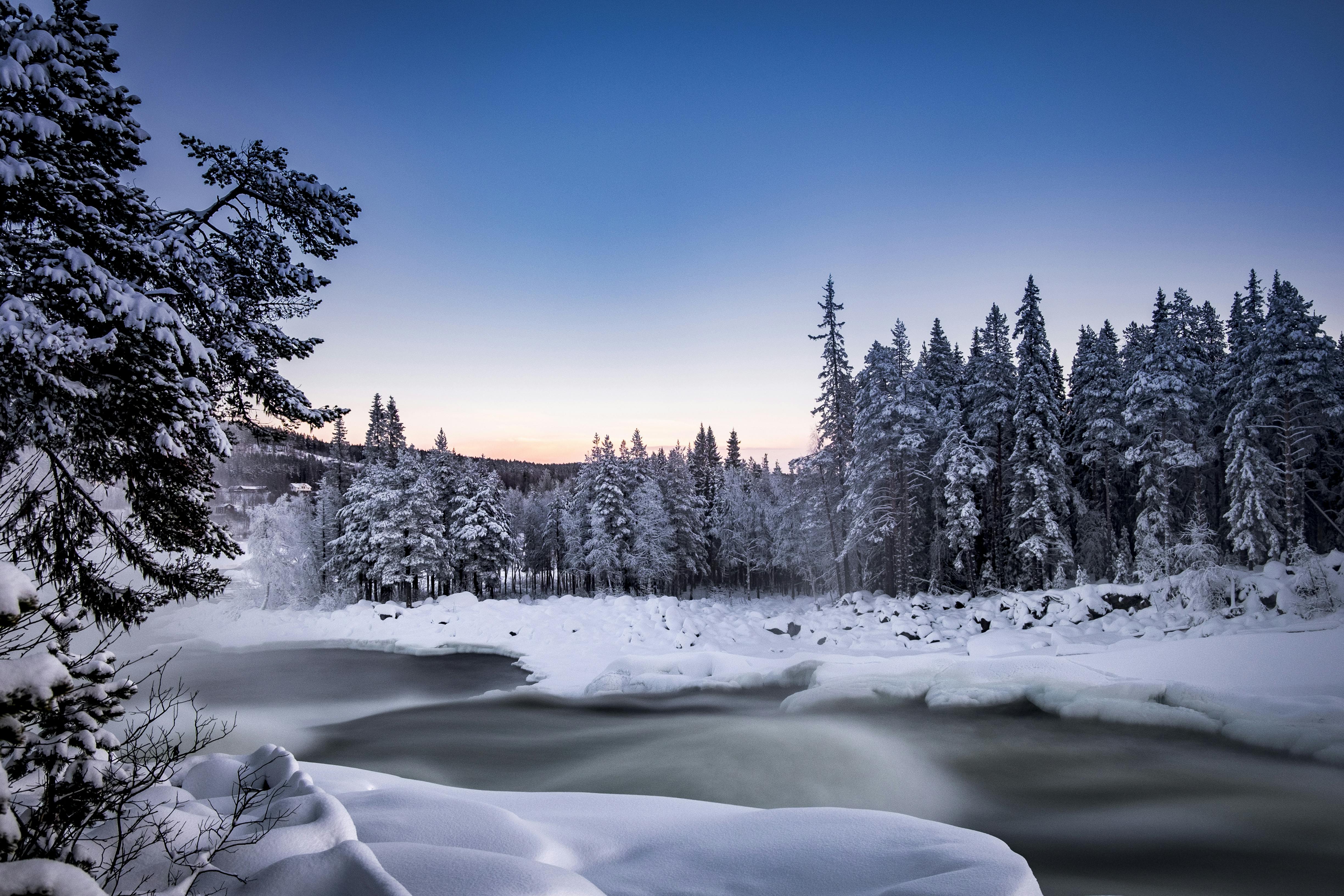 Guided winter nature tour in Storforsen