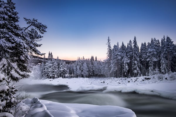 Guided winter nature tour in Storforsen
