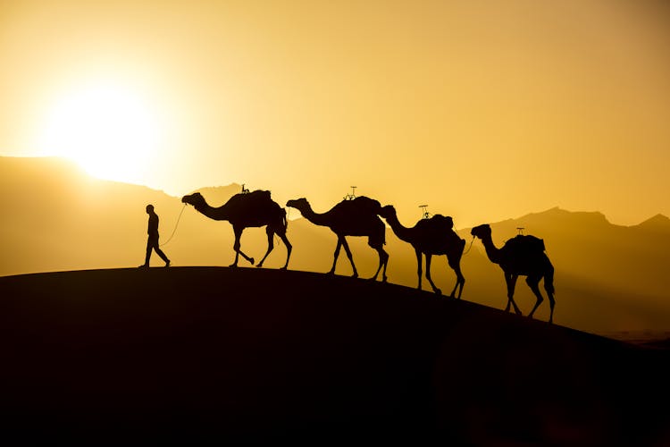 Agadir camel safari