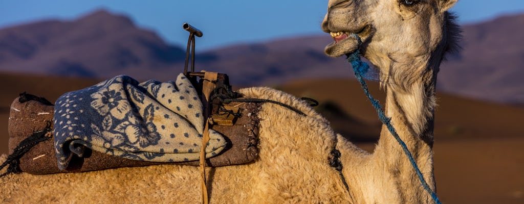 Safari à dos de chameau à Agadir