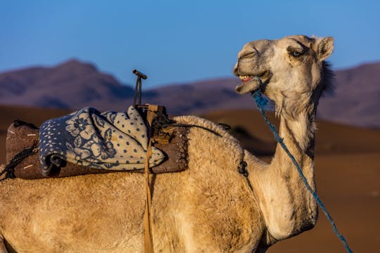 Agadirskie safari na wielbłądach
