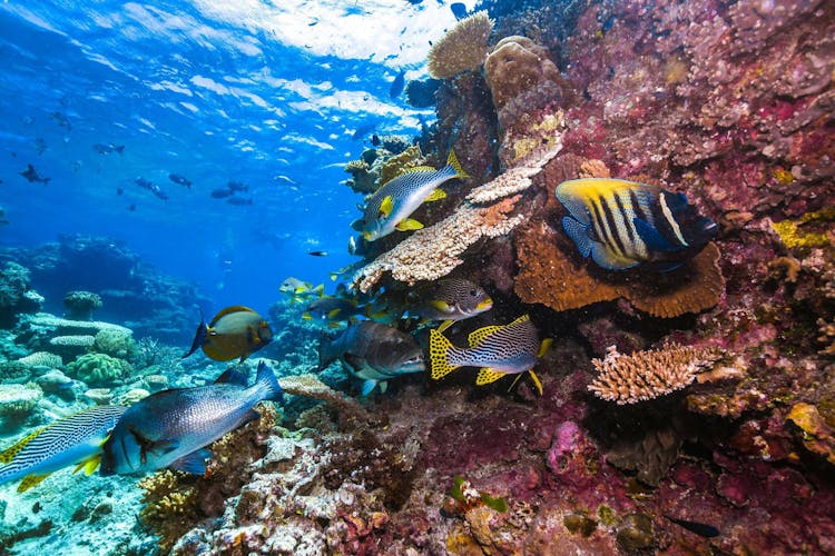 Great Barrier Reef snorkel indigenous experience