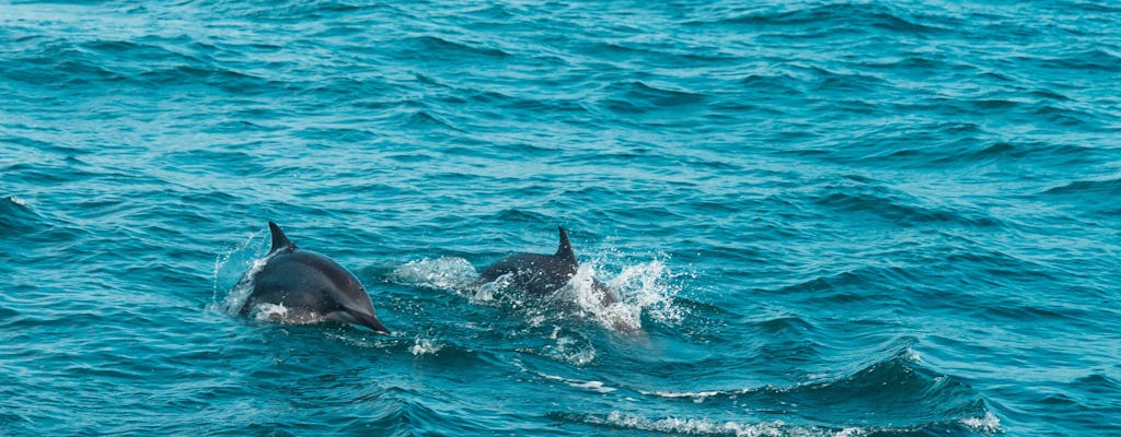 Avistamiento de ballenas en Mirissa desde Colombo