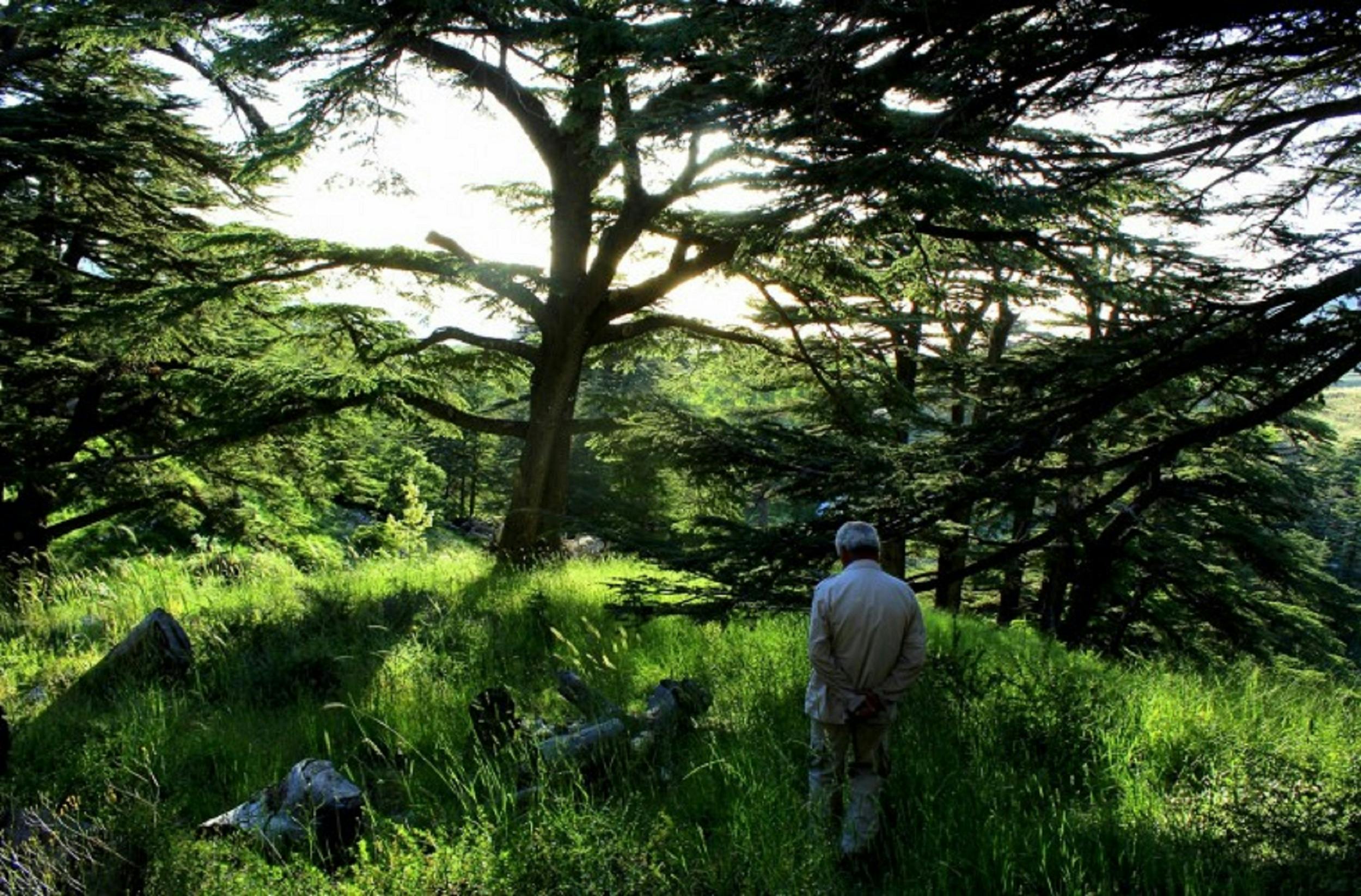 The Cedars Forest full day hiking tour Musement