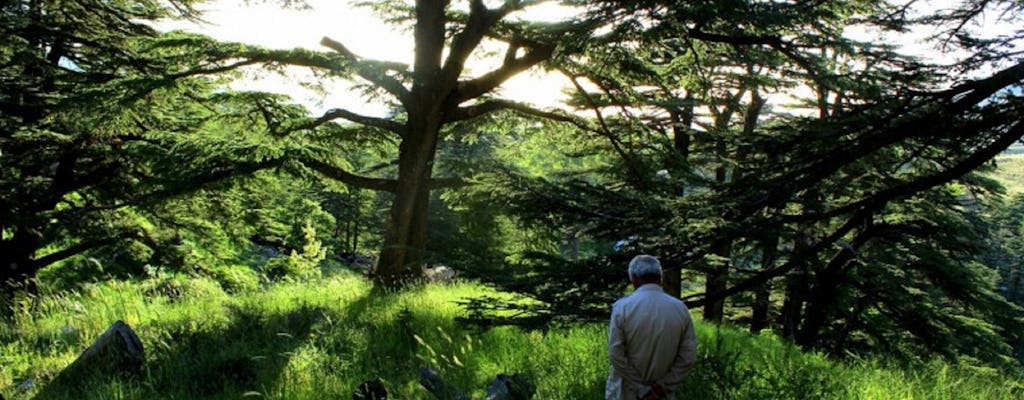 Randonnée d'une journée dans la forêt des cèdres