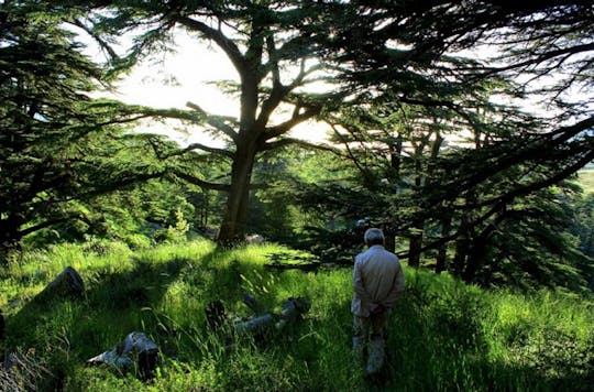 The Cedars Forest full-day hiking tour