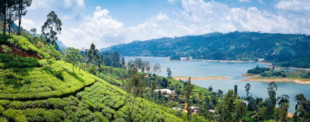 Excursion d’une journée sur la route du thé de Nuwara Eliya au départ de Colombo