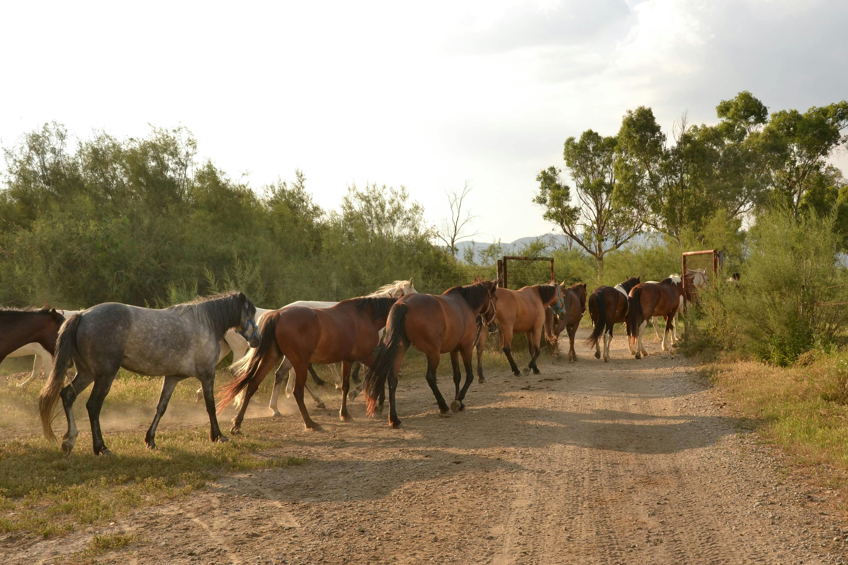Kusadasi Horse Riding Safari