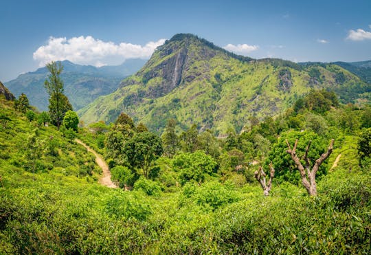 Caminhada no Little Adam's Peak e excursão pela Ponte dos Nove Arcos saindo de Ella
