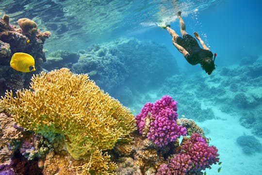 VIP snorkeling cruise to Tiran Island from Sharm El Sheikh