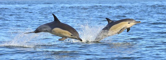 Grotten in de Algarve en boottocht om dolfijnen te spotten
