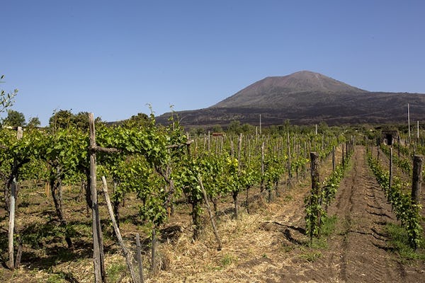 Vesuvius organic wine tasting with lunch
