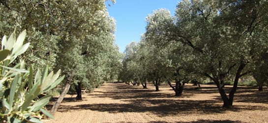 Tour dell’olio d’oliva e visita al villaggio storico di Belchite