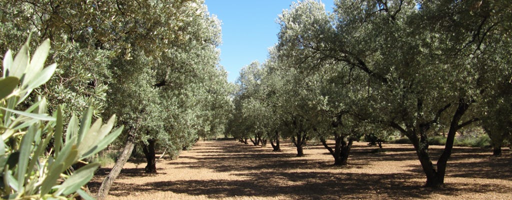 Olive oil tour and visit to the historical village of Belchite