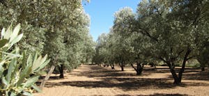 Olive Oil Tours in Zaragoza