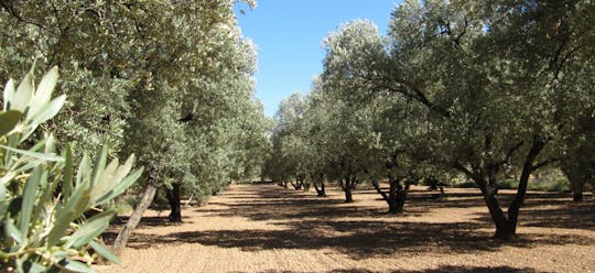 Tour de aceite de oliva y visita al pueblo histórico de Belchite