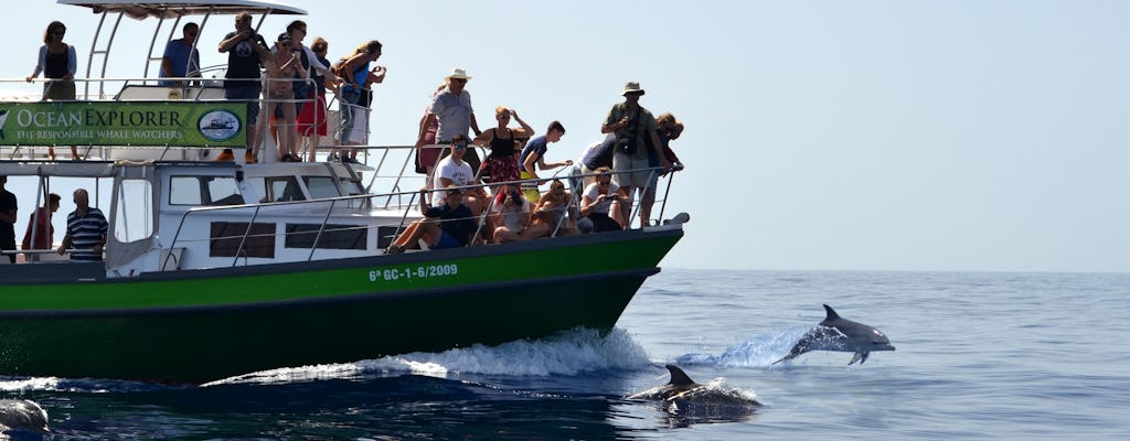 Flipper - obserwacja wielorybów
