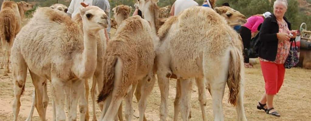 Tunezyjska pustynia - wycieczka z karawaną wielbłądów