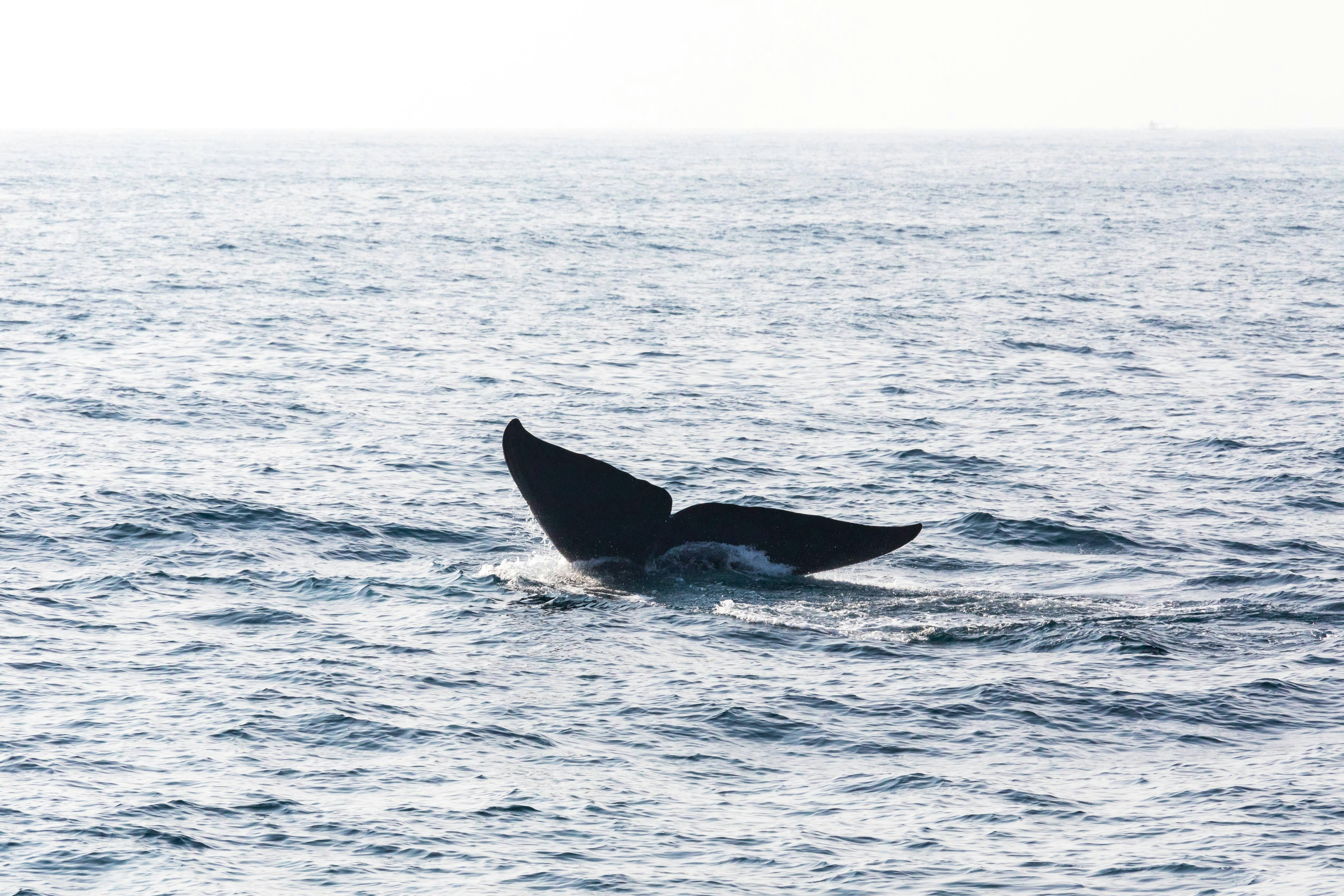 Half-day Whale Watching Tour with Cayo Levantado