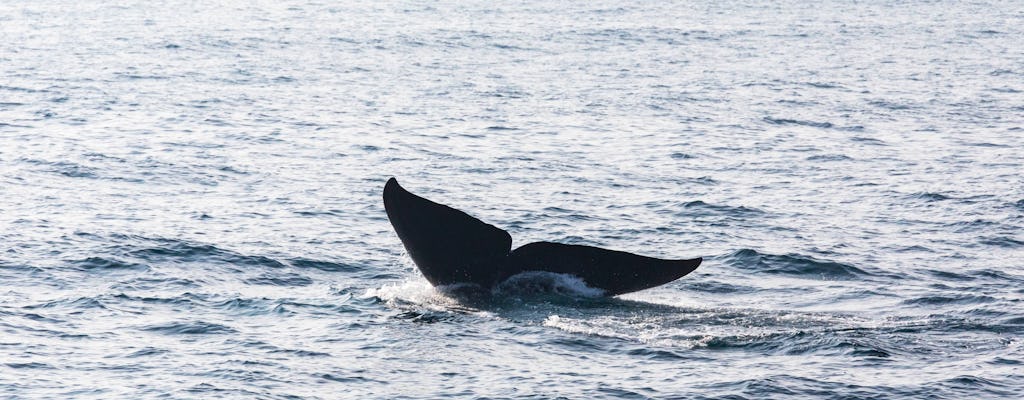 Half-day Whale Watching Tour with Cayo Levantado