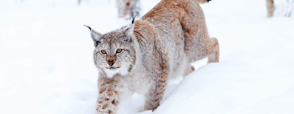 Lapland Wildlife Safari Tour