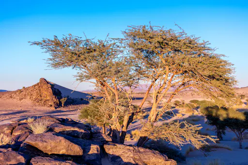 Sea, Sunset & Desert Camp Experience