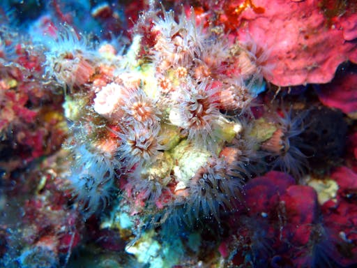 Cyprus Eco Snorkelling Tour | Biuro podróży TUI