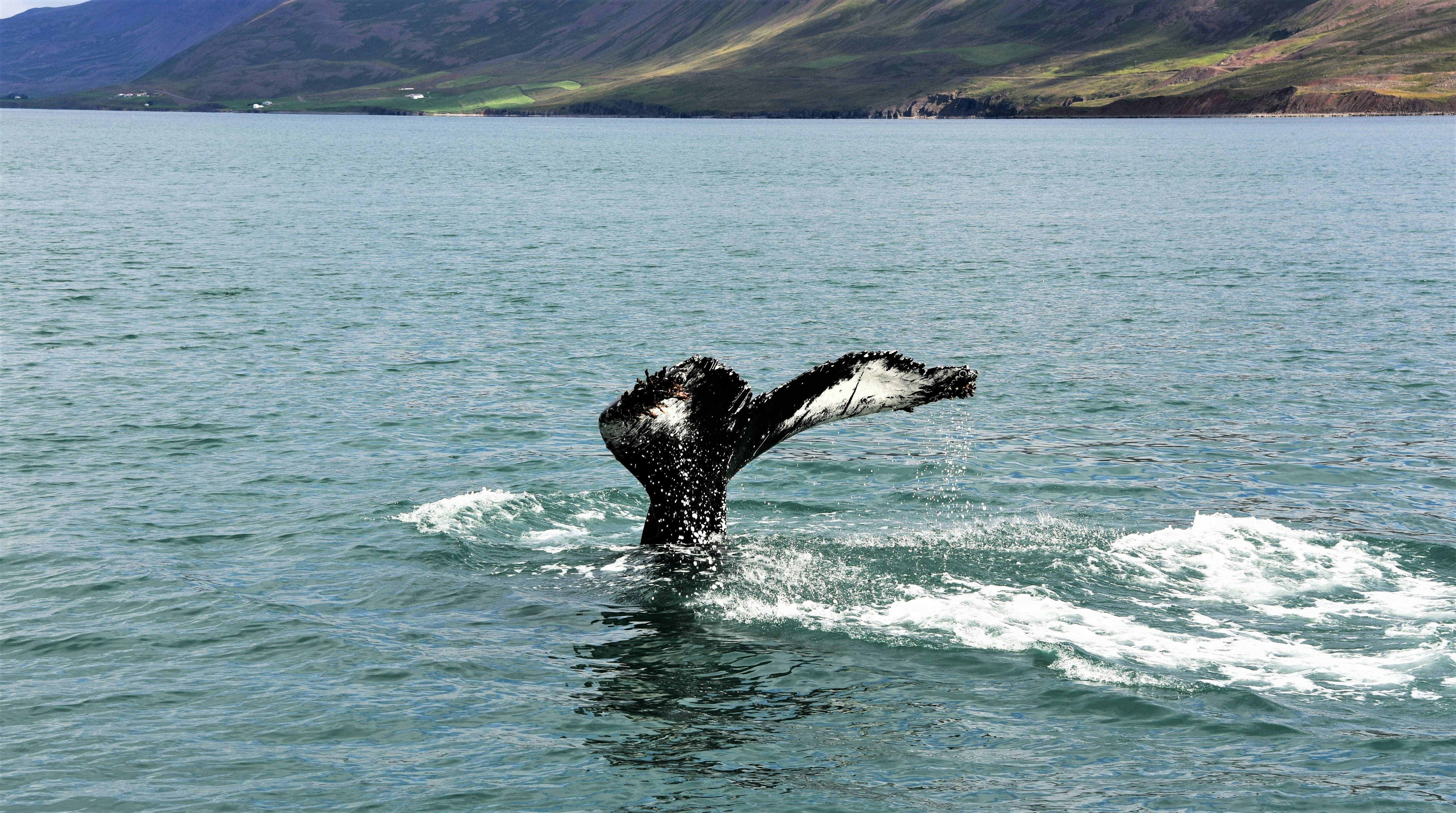 Whale watching express from Reykjavik